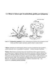 Atmintinė radiacijos pavojui iškilus 2 puslapis