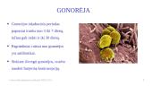 Lytiškai plintančios ligos (skaidrės) 4 puslapis