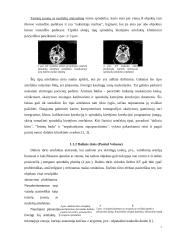 Artefaktai, jų rūšys, įtaka vaizdo formavimui ir diagnostikai 4 puslapis