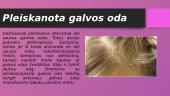 Galvos odos tipai ir jų priežiūra 5 puslapis