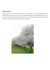 Miniatiūros, įkvėptos mano gimtojo krašto  7 puslapis