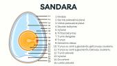 Kiaušiniai ir jų produktai (skaidrės) 3 puslapis
