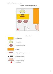 Ergonomika - darbo patalpos projektavimas 4 puslapis