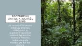 Drėgnieji atogrąžų miškai - skaidrės 15 puslapis