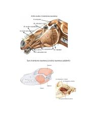 Raumenys. Konspektas 2 puslapis