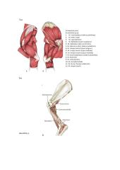 Raumenys. Konspektas 12 puslapis