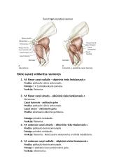 Raumenys. Konspektas 14 puslapis