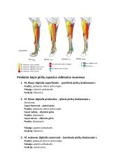 Raumenys. Konspektas 15 puslapis