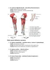 Raumenys. Konspektas 16 puslapis