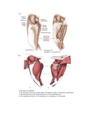 Raumenys. Konspektas 19 puslapis