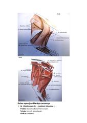 Raumenys. Konspektas 20 puslapis
