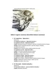 Raumenys. Konspektas 3 puslapis