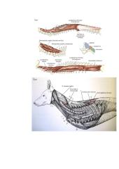 Raumenys. Konspektas 5 puslapis