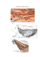Raumenys. Konspektas 6 puslapis