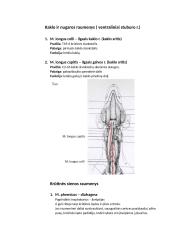 Raumenys. Konspektas 7 puslapis