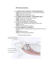 Raumenys. Konspektas 8 puslapis