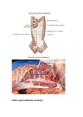 Raumenys. Konspektas 9 puslapis