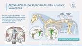 Kaulų jungčių anatomija: kryžkaulinis klubo sąnarys 2 puslapis
