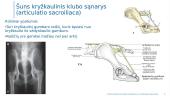 Kaulų jungčių anatomija: kryžkaulinis klubo sąnarys 5 puslapis