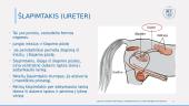 Šalinimo sistema: šlapimtakio anatomija  2 puslapis