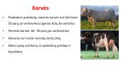 Embrionų gavimas iš pieninių ir mėsinių galvijų 14 puslapis