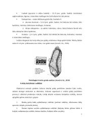 Referatas apie grūdus 4 puslapis