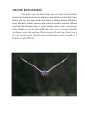 Fotografo Mariaus Čepulio darbų recenzija  4 puslapis