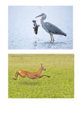 Fotografo Mariaus Čepulio darbų recenzija  5 puslapis