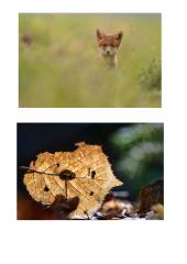 Fotografo Mariaus Čepulio darbų recenzija  7 puslapis