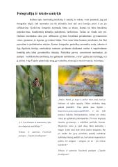 Fotografo Mariaus Čepulio darbų recenzija  8 puslapis