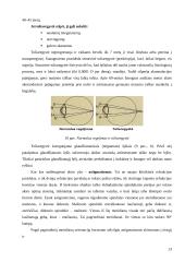 Regos fizika (savarankiškas darbas) 12 puslapis