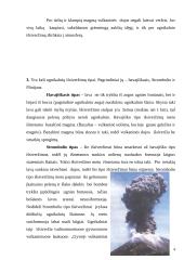 Geologija - magma, vulkanai, surištas vanduo 4 puslapis