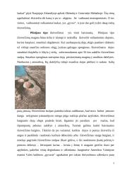 Geologija - magma, vulkanai, surištas vanduo 5 puslapis
