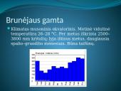 Brunėjus 4 puslapis