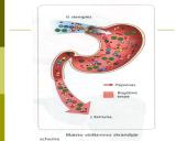 Virškinimas skrandyje ir žarnyne 11 puslapis
