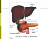Virškinimas skrandyje ir žarnyne 12 puslapis