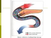 Virškinimas skrandyje ir žarnyne 14 puslapis