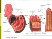Virškinimas skrandyje ir žarnyne 17 puslapis