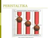 Virškinimas skrandyje ir žarnyne 5 puslapis