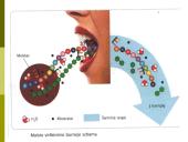 Virškinimas skrandyje ir žarnyne 6 puslapis