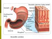 Virškinimas skrandyje ir žarnyne 8 puslapis