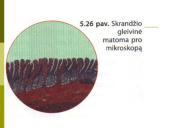 Virškinimas skrandyje ir žarnyne 9 puslapis