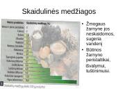 Sveikata ir sveika gyvensena 13 puslapis