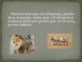 Skaidrės apie liūtus 2 puslapis