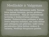 Skaidrės apie liūtus 3 puslapis