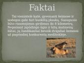 Skaidrės apie liūtus 7 puslapis