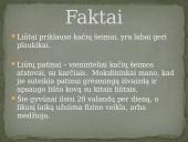 Skaidrės apie liūtus 8 puslapis