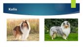 Įvairios šunų veislės 11 puslapis