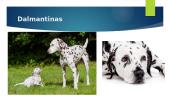 Įvairios šunų veislės 3 puslapis