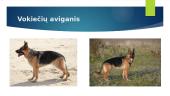 Įvairios šunų veislės 9 puslapis